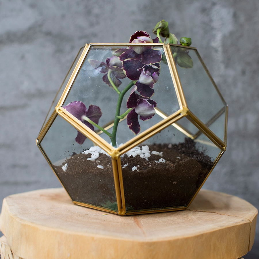 Glass Terrarium 